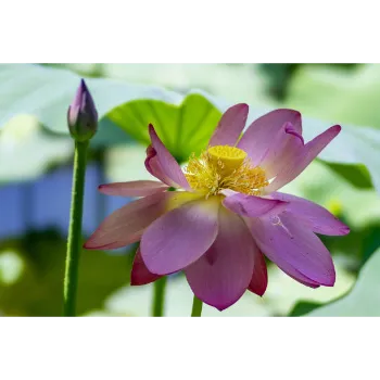 Fresh Lotus Flower
